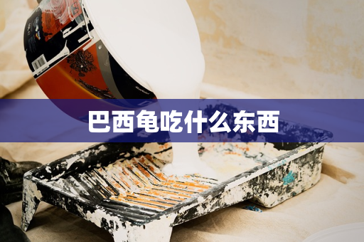 巴西龟吃什么东西